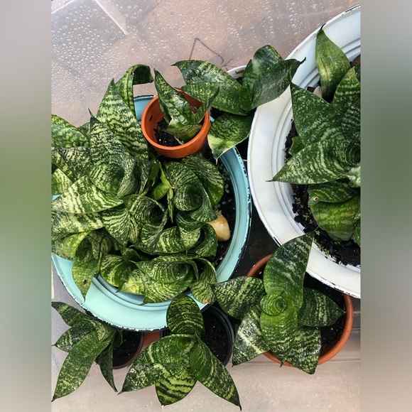 Dwarf Snake Plants (med- small in size) MOTHER’s DAY GIFTS ❤️👩👧IDEA’s - Picture 11 of 11